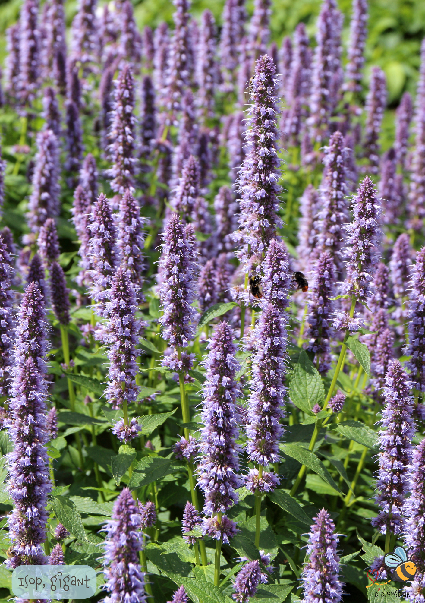 Isop Gigant - Agastache mexicana