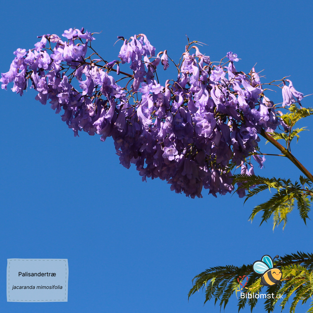 Palisandertræ - Jacaranda mimosifolia