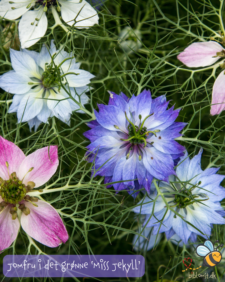Jomfru i det grønne – Nigella damascena ‘Miss Jekyll Mix’
