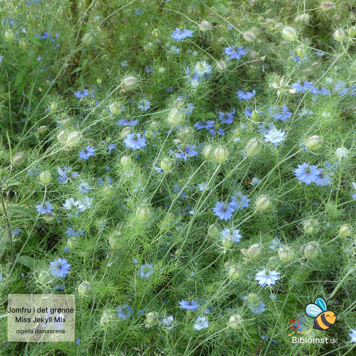 Jomfru i det grønne – Nigella damascena ‘Miss Jekyll Mix’