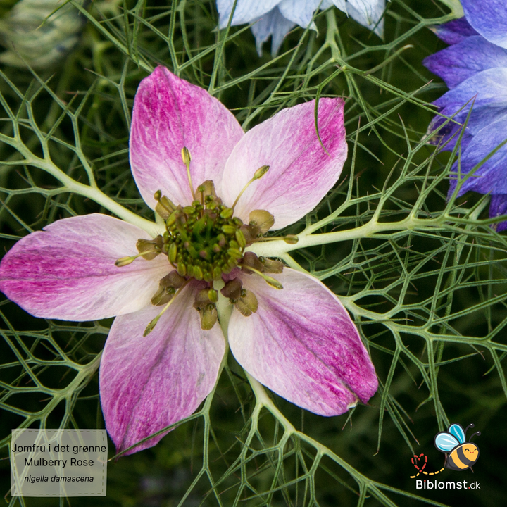 Jomfru i det grønne – Nigella damascena ’Mulberry Rose’
