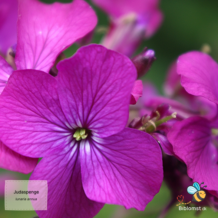 Judaspenge – Lunaria annua violet