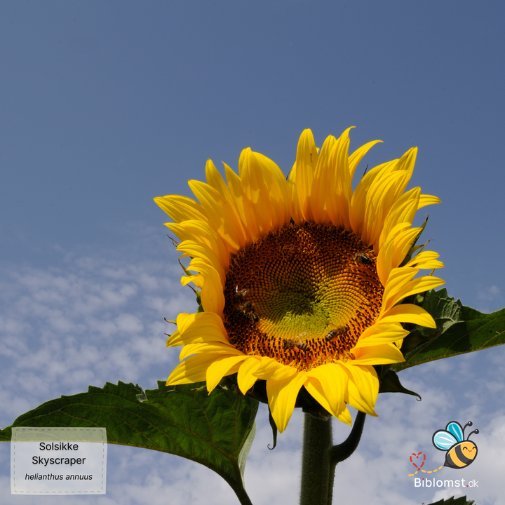 Kæmpesolsikken ‘Skyscraper’ (Konkurrence solsikke) – Helianthus annuus