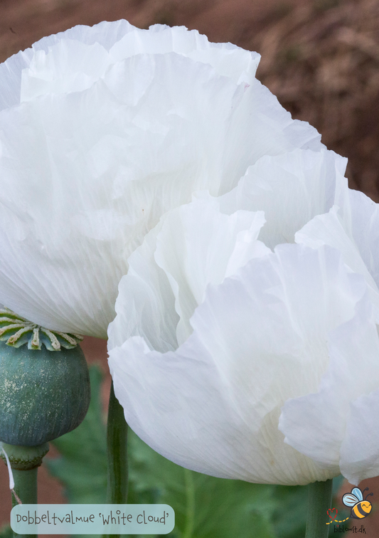 Kæmpevalmue Dobbelt 'White Cloud' - Papaver somniferum