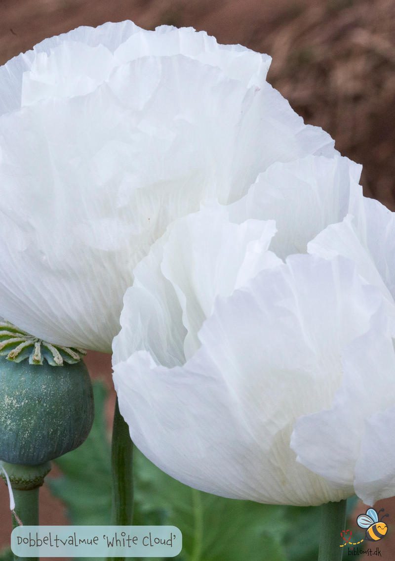 Kæmpevalmue Dobbelt 'White Cloud' (Papaver somniferum)