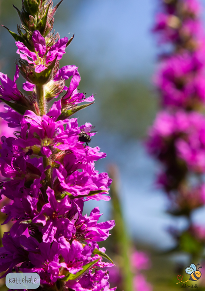 Kattehale - Lythrum salicaria