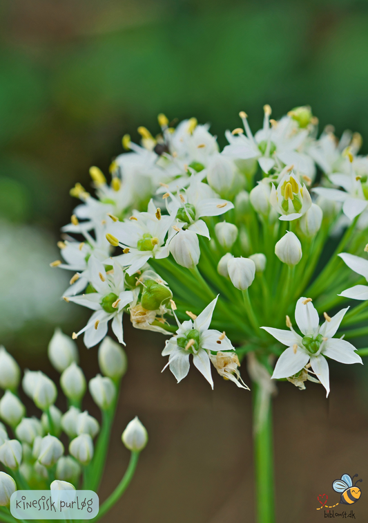 Kinesisk purløg - Allium tuberosum