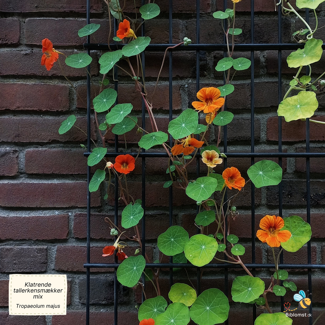 Klatrende tallerkensmækker, blanding - Tropaeolum majus