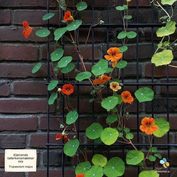 Klatrende tallerkensmækker, blanding - Tropaeolum majus