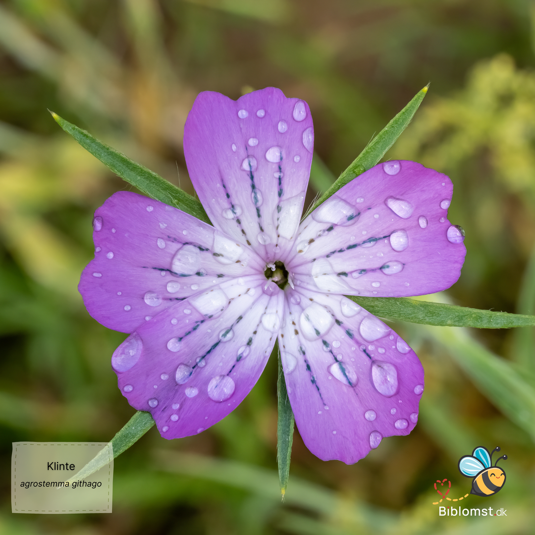 Klinte - Agrostemma githago