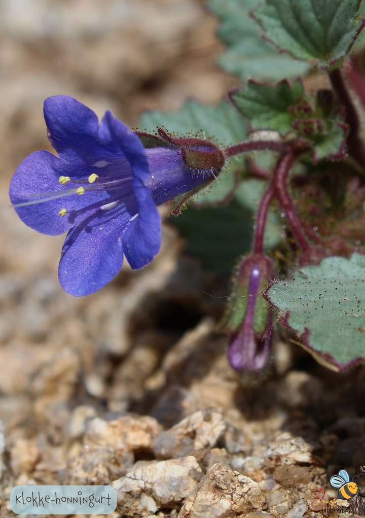 Klokke-honningurt "Desert bluebell" - phacelia campanularia