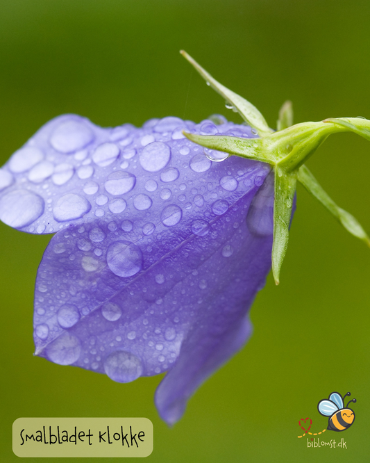 Klokke Smalbladet - Campanula persicifolia