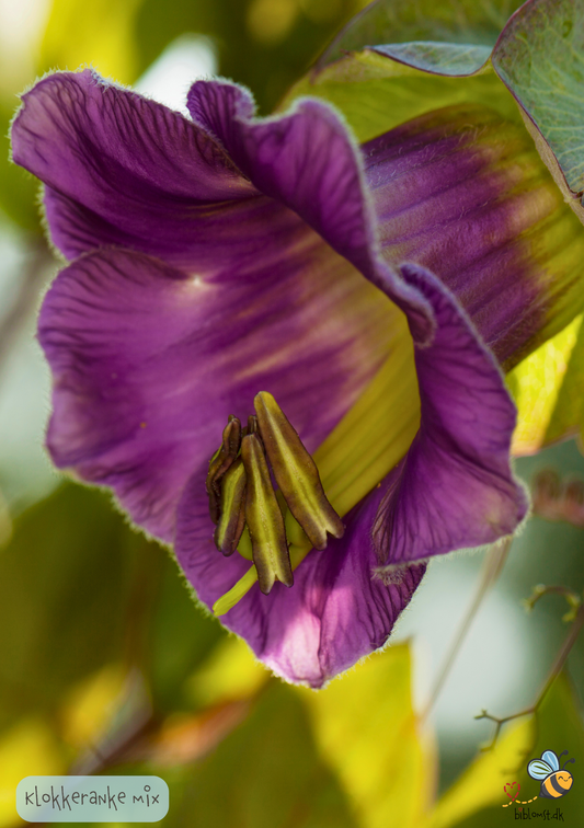 Klokkeranke Mix - Cobaea scandens