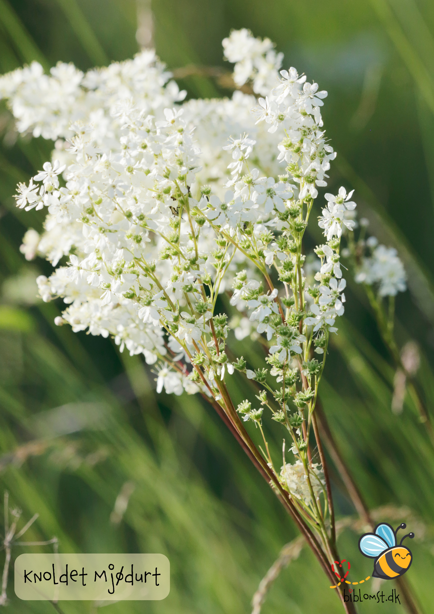 Knoldet mjødurt – Filipendula vulgaris