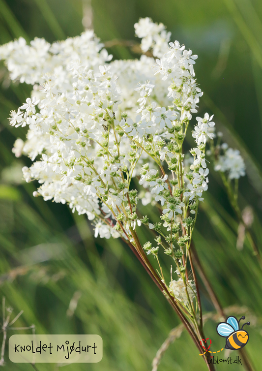 Knoldet mjødurt – Filipendula vulgaris