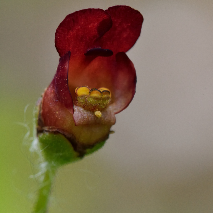 Knoldet brunrod - Scrophularia nodosa