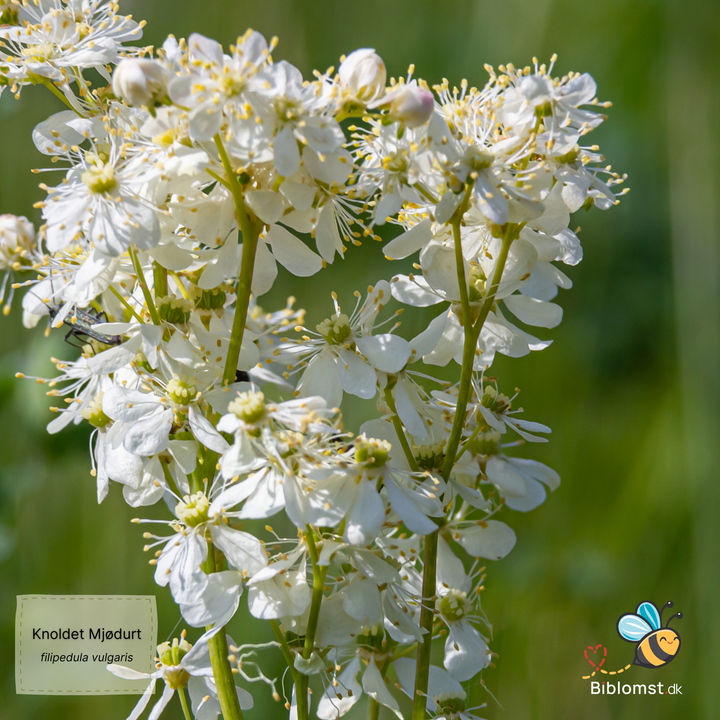 Knoldet mjødurt – Filipendula vulgaris