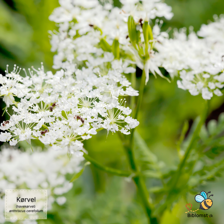 Havekørvel – Anthriscus cerefolium