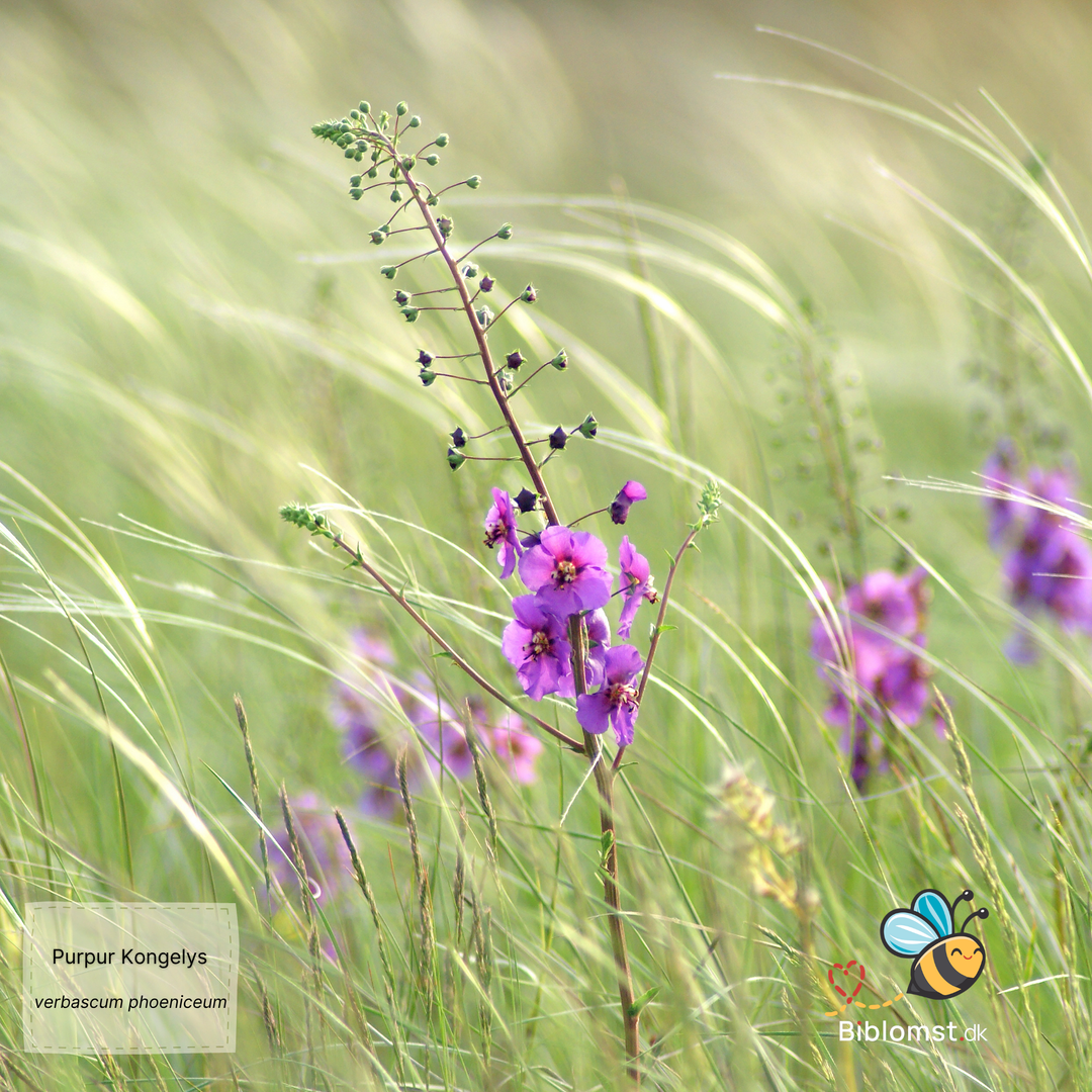 Kongelys mix-farver - verbascum phoeniceum