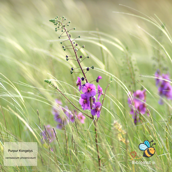 Kongelys mix-farver - verbascum phoeniceum