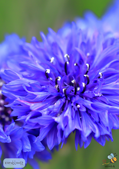 Kornblomst - centaurea cyanus