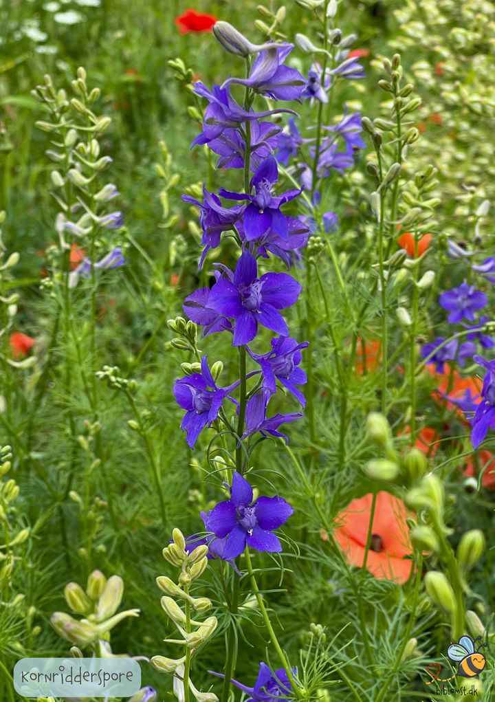 Ridderspore – delphinium consolida MIX