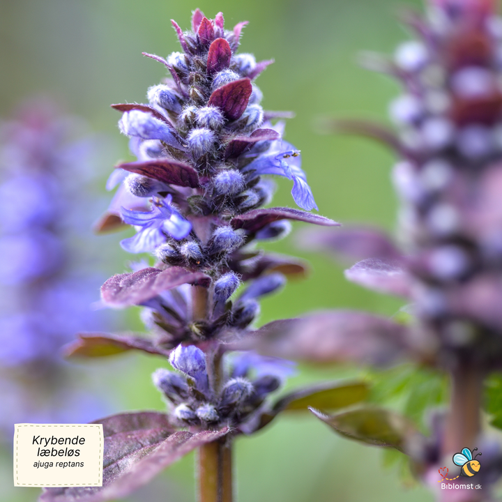 Krybende læbeløs - Ajuga reptans