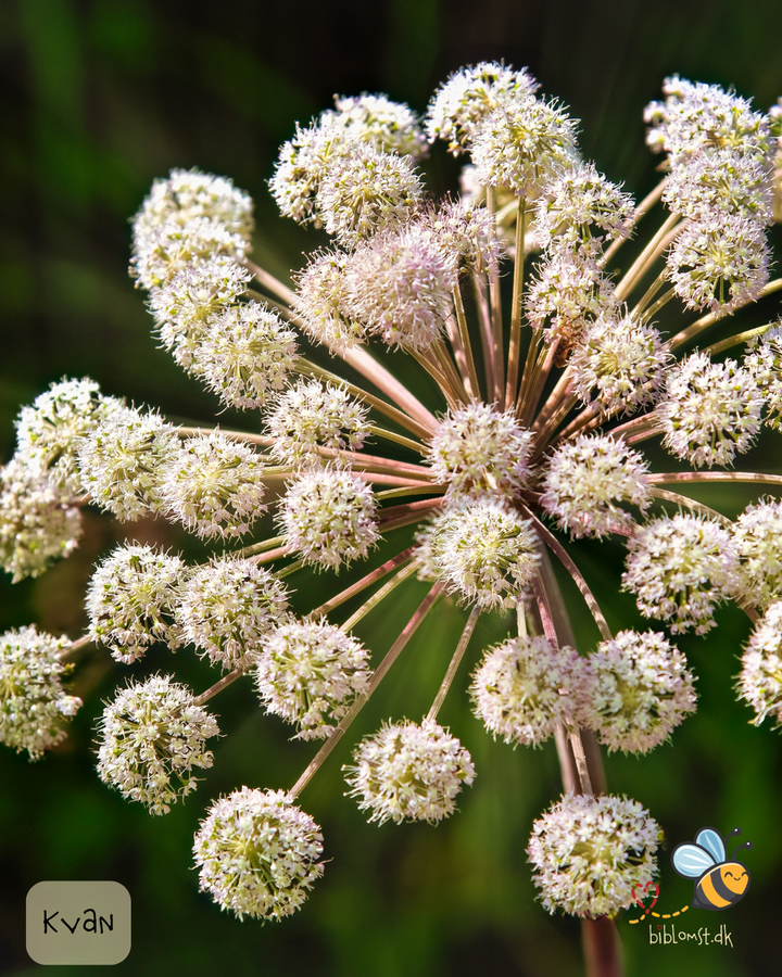 Kvan - Archangelica angelica