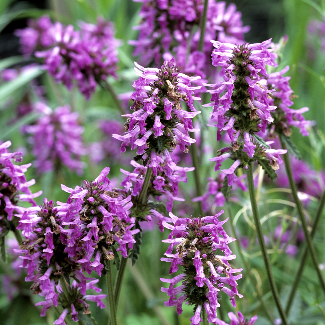 Lægebetonie – Stachys officinalis