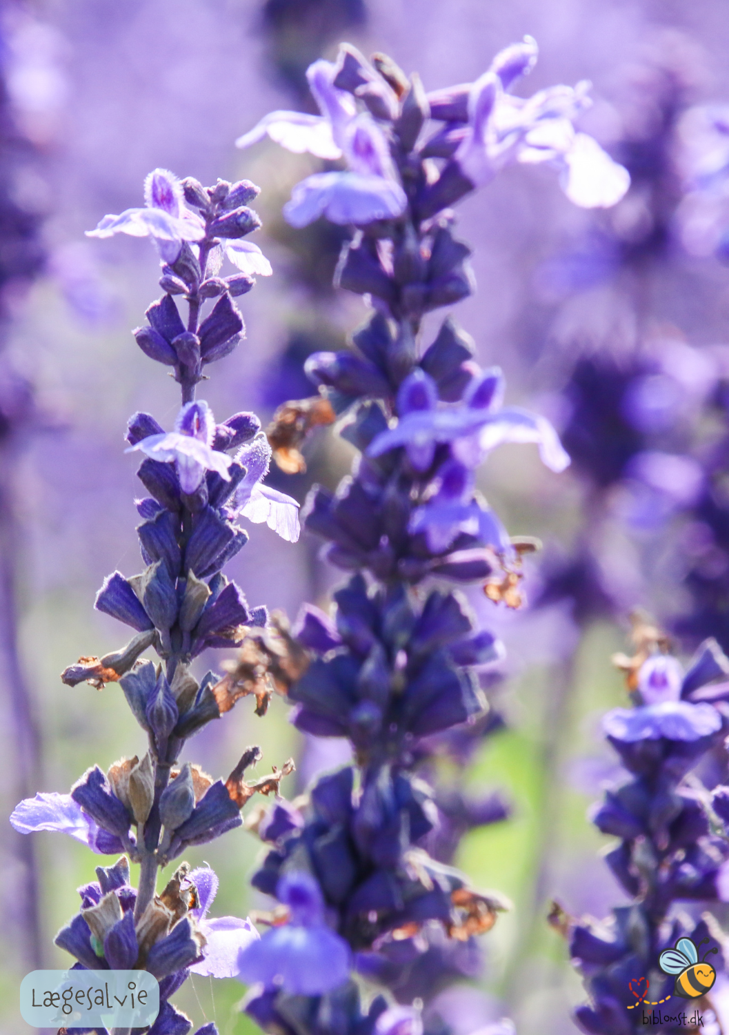 Lægesalvie - Salvia officinalis