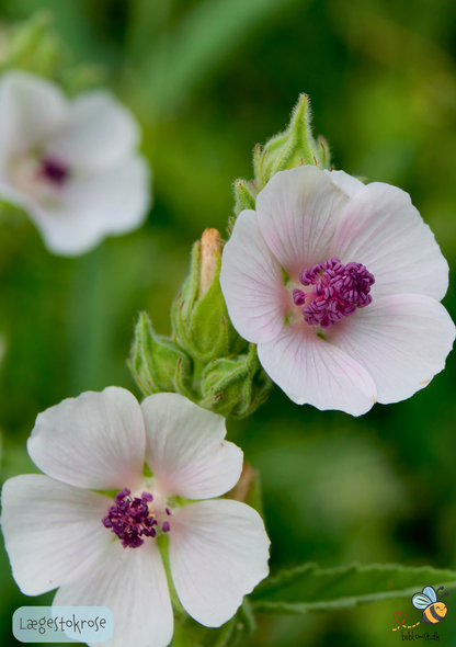 Lægestokrose - althaea officinalis