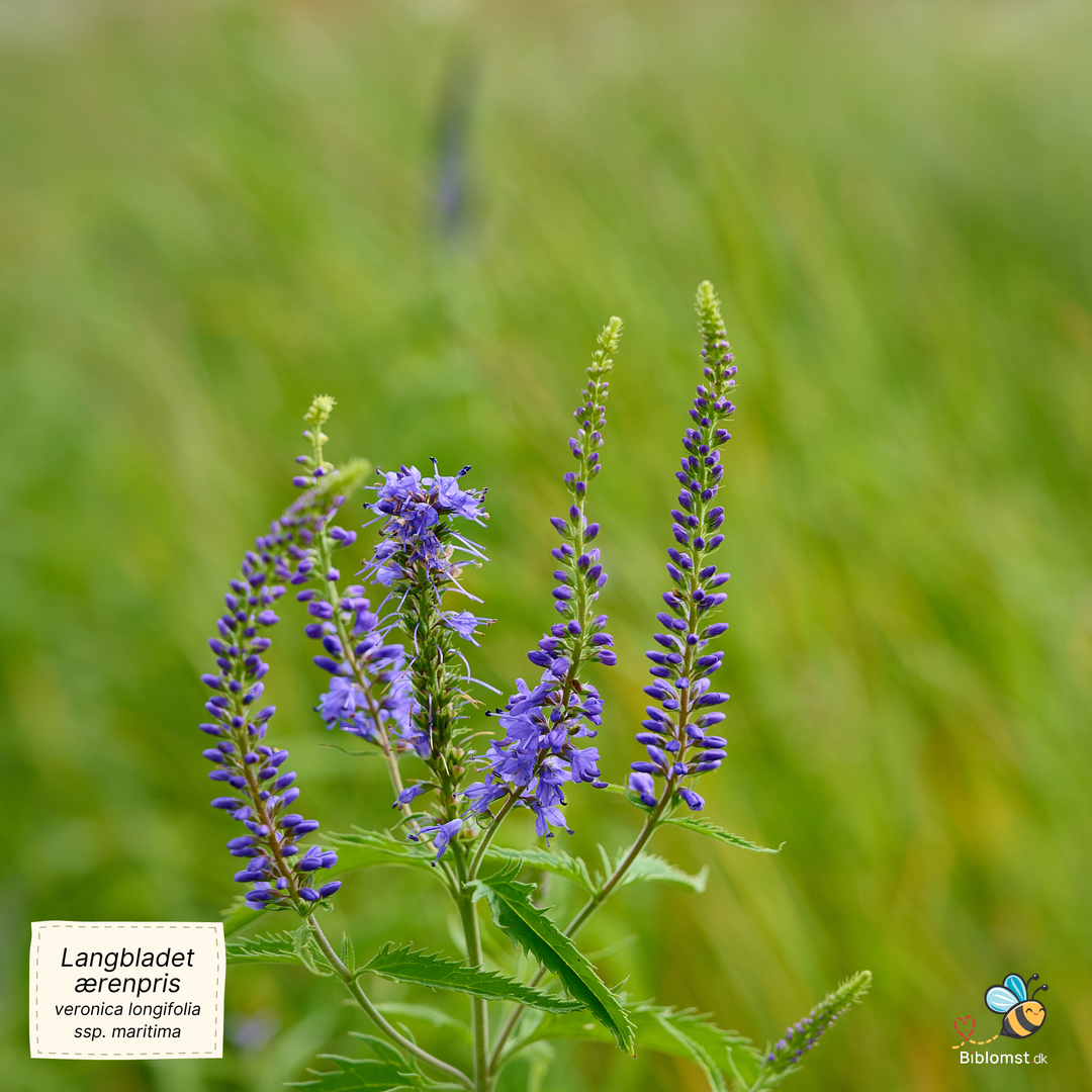 Langbladet ærenpris - Veronica longifolia (ssp. maritima)