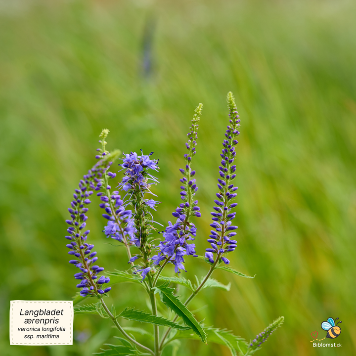 Langbladet ærenpris - Veronica longifolia (ssp. maritima)