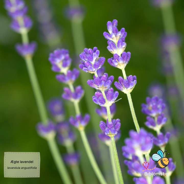 Ægte lavendel – Lavandula angustifolia (syn. Lavandula officinalis)