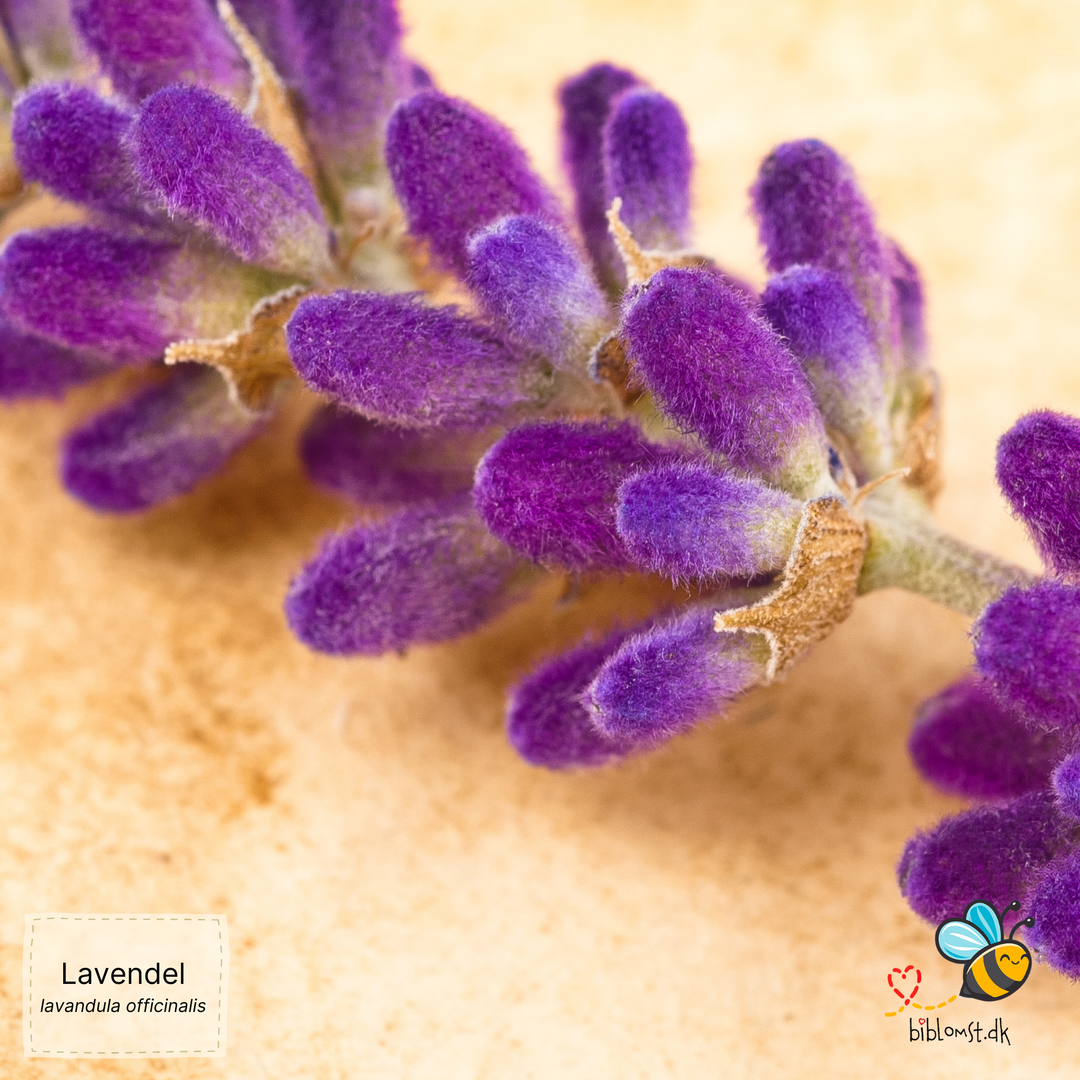 Ægte lavendel – Lavandula angustifolia (syn. Lavandula officinalis)
