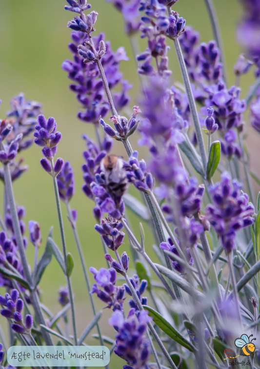 Lavendel Ægte 'Munstead' - Lavandula angustifolia