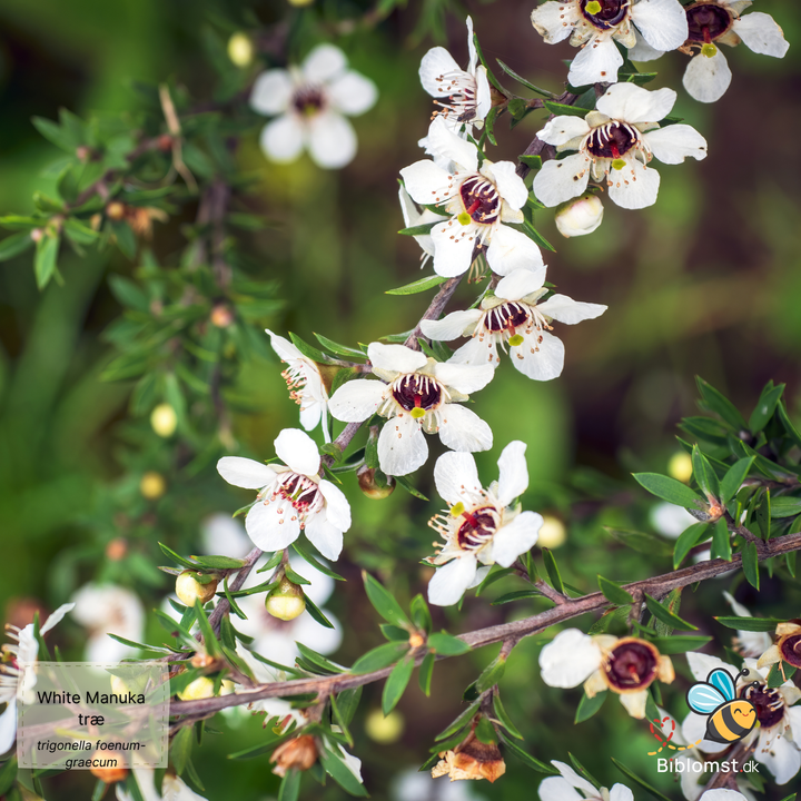White Manuka Tree - Leptospermum scoparium