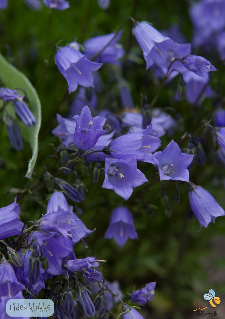 Liden Klokke (Blåklokke) - Campanula rotundifolia