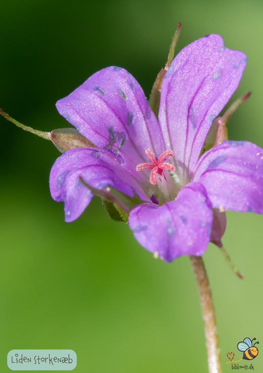 Liden Storkenæb - geranium pusillum