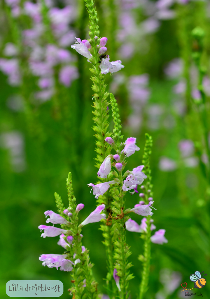 Lilla drejeblomst – Physostegia virginiana