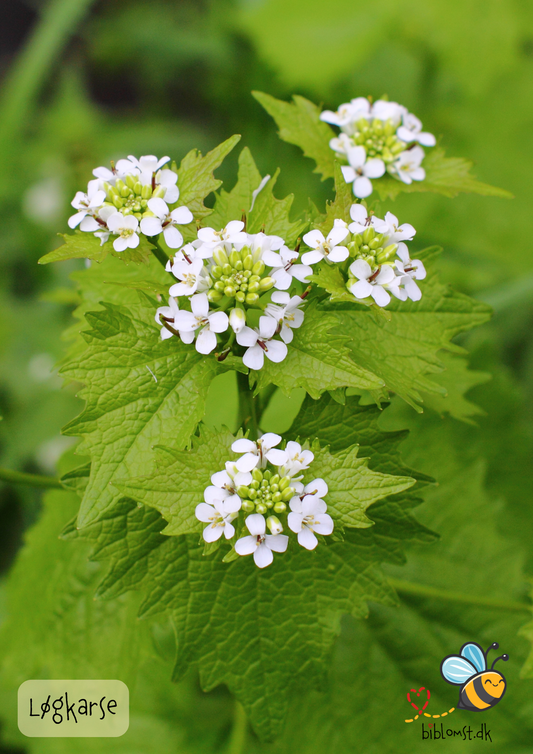 Løgkarse – Alliaria petiolata