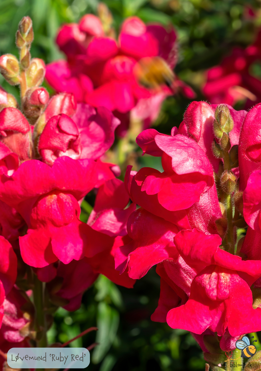 Løvemund - Ruby Red - Antirrhinum majus maximum