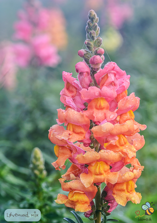 Løvemund -farvemix - Antirrhinum majus maximum