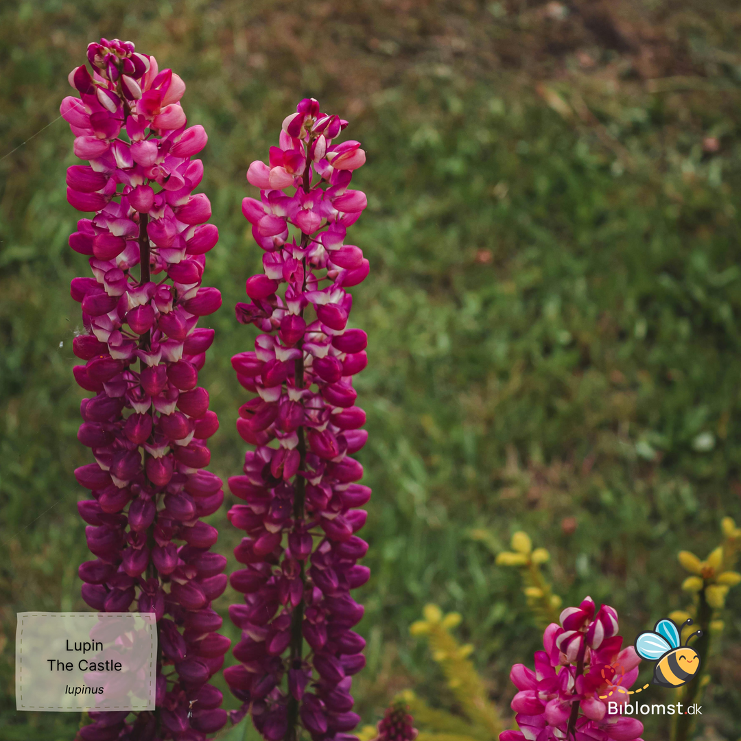 Russel Lupin 'The Castle' Lupinus polyphyllus