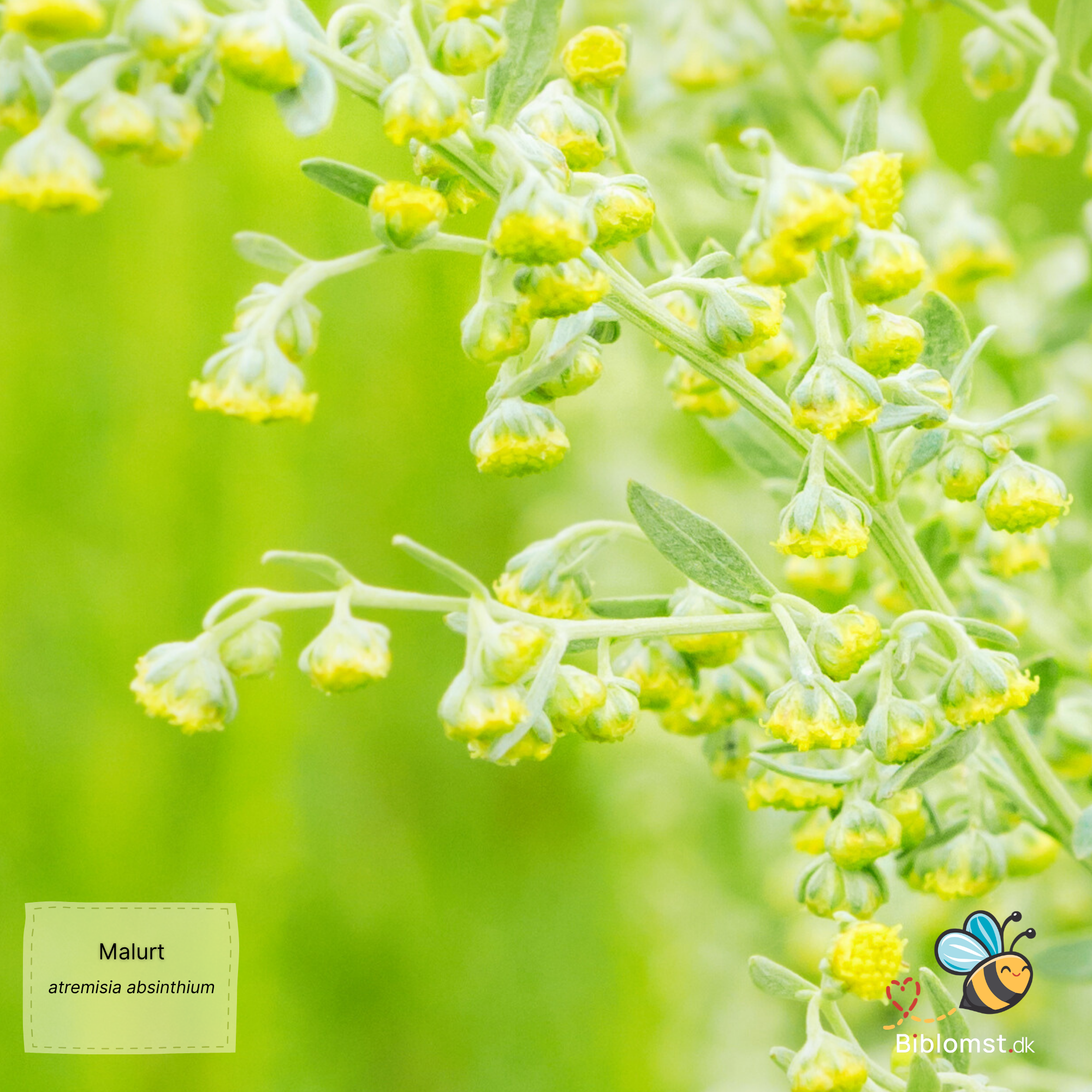 Malurt Frø (Artemisia Absinthium) - Medicinalurt | biblomst.dk