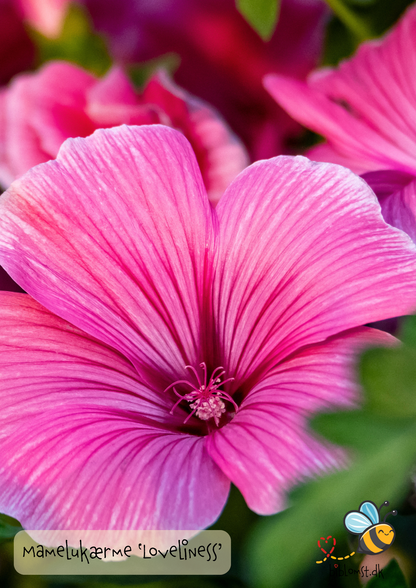 Mamelukærme – Malva trimestris ’Loveliness’