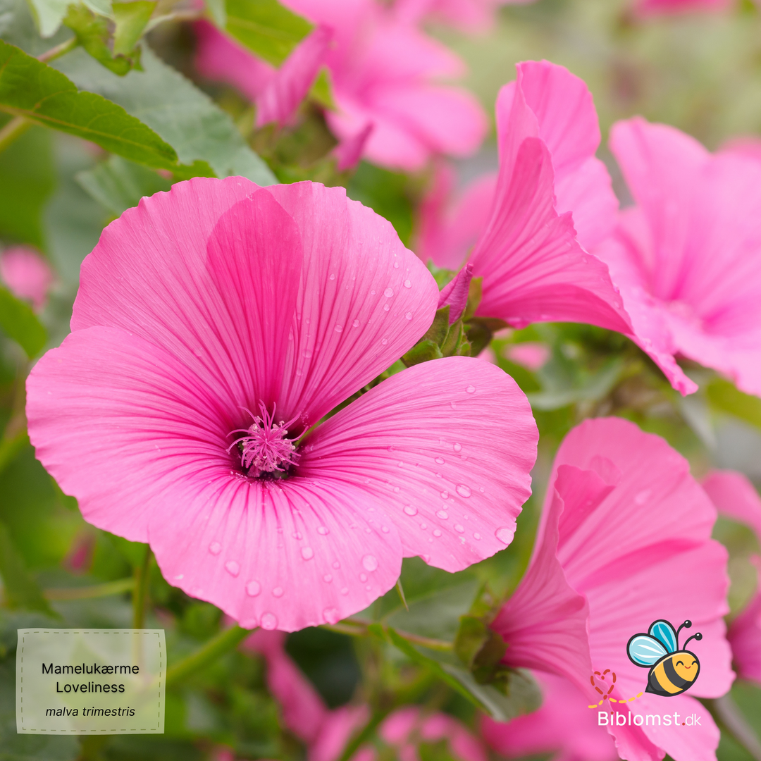 Mamelukærme – Malva trimestris ’Loveliness’