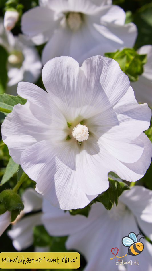 Mamelukærme – Malva trimestris ’Mont Blanc’