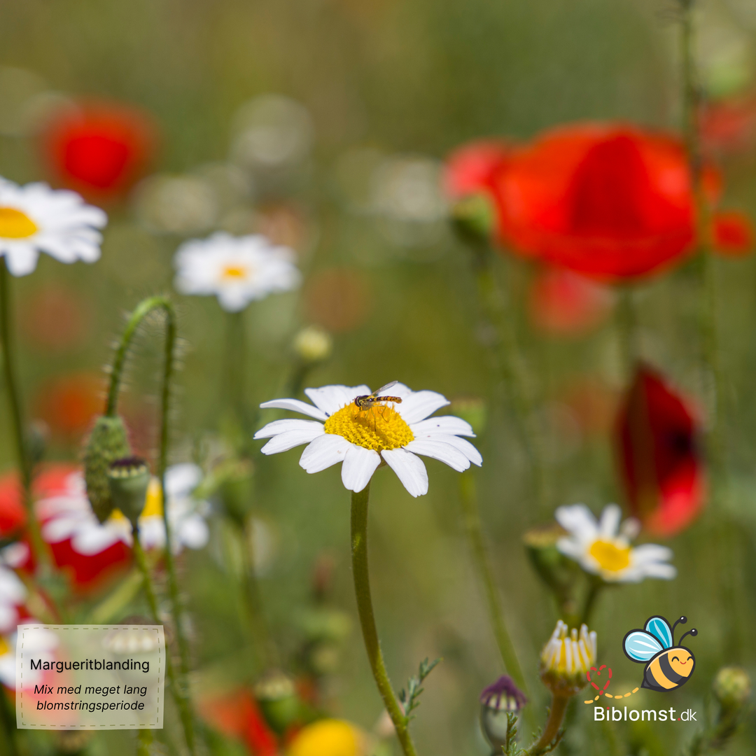 Biblomst Margueritblanding – blanding med lang blomstring