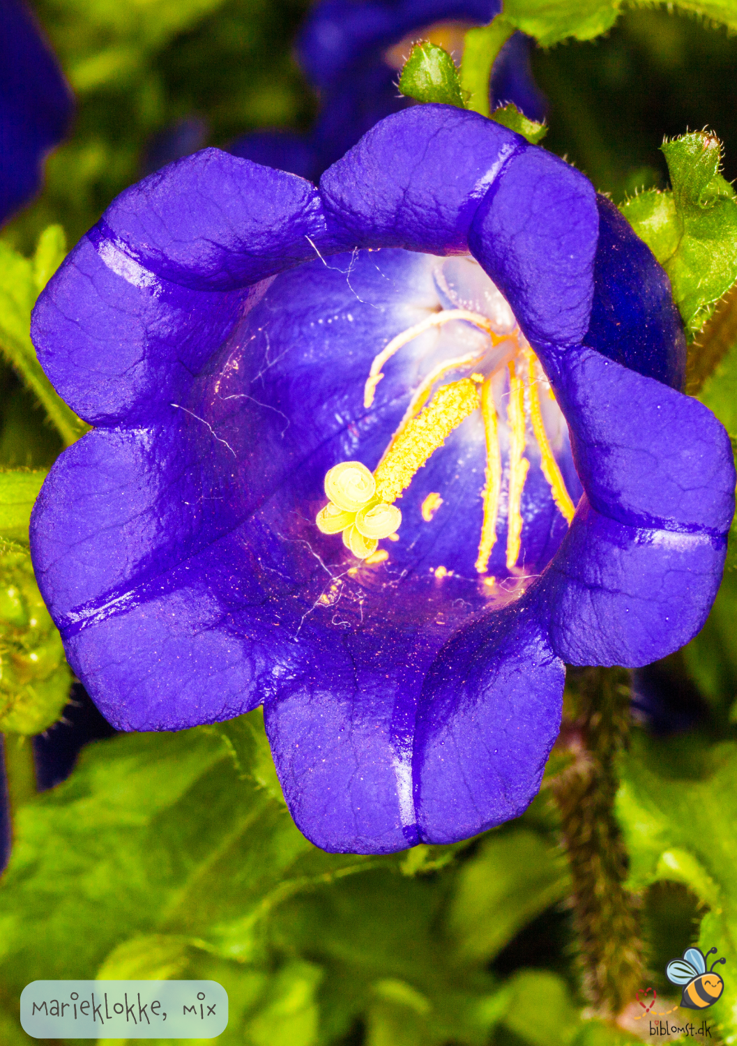 Marieklokke Almindelig - Campanula medium (single - MIX farver)